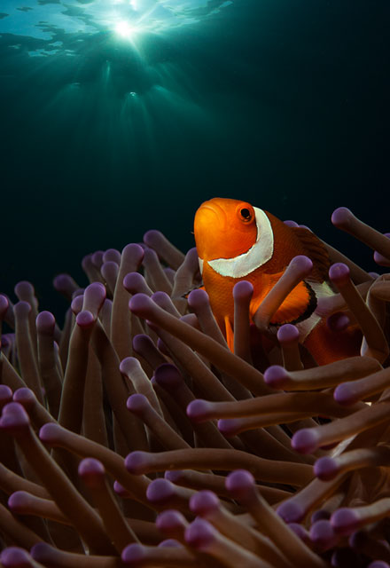 Anemone-fish-by-Maziar-Momtazi2 svg+xml;charset=utf