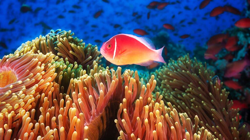 Header-Philippines-Puerto-Galera-Asia-Divers-Clown-Fish svg+xml;charset=utf